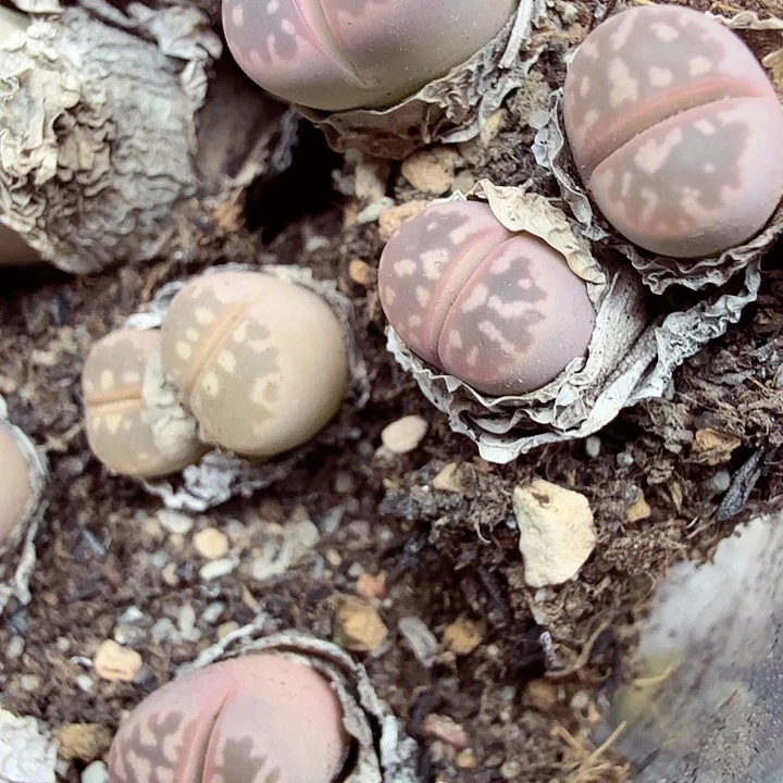 好看我真的喜欢啊这447不