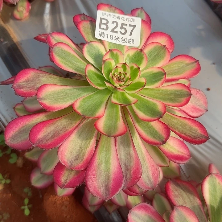 多肉法师粉体财运广