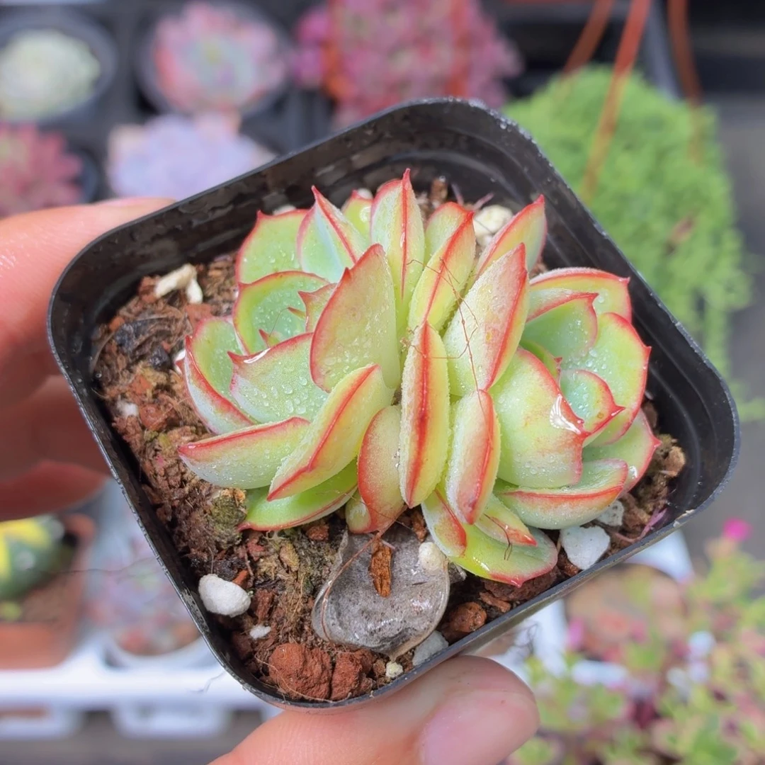 帕拉梅拉多肉9.9包邮发货