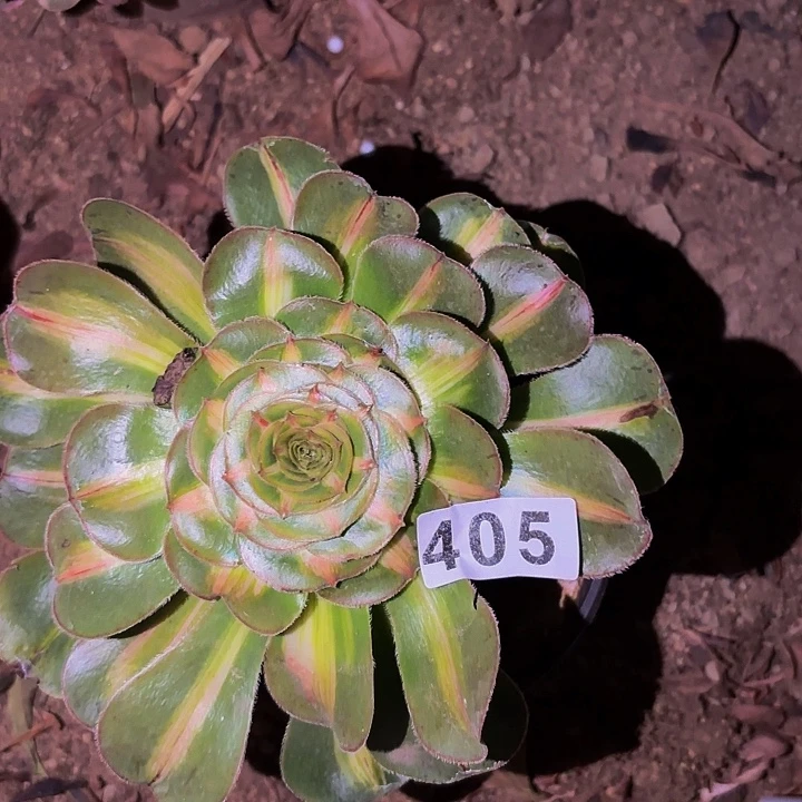 405暴君多肉植物不售后