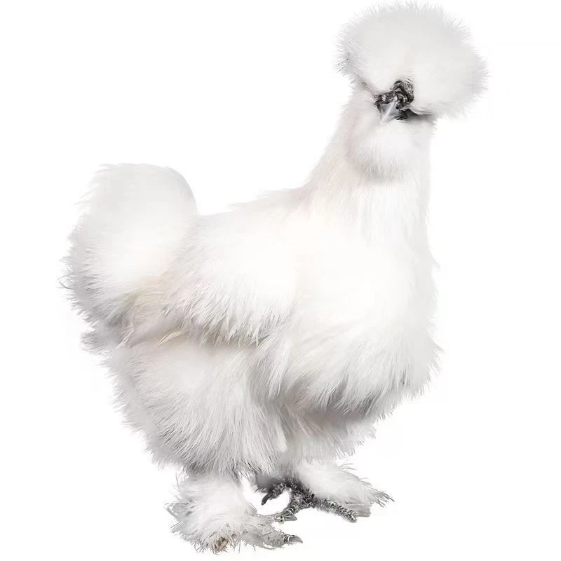 158  泰和乌鸡  生鲜 营养适合炖汤  京东直发