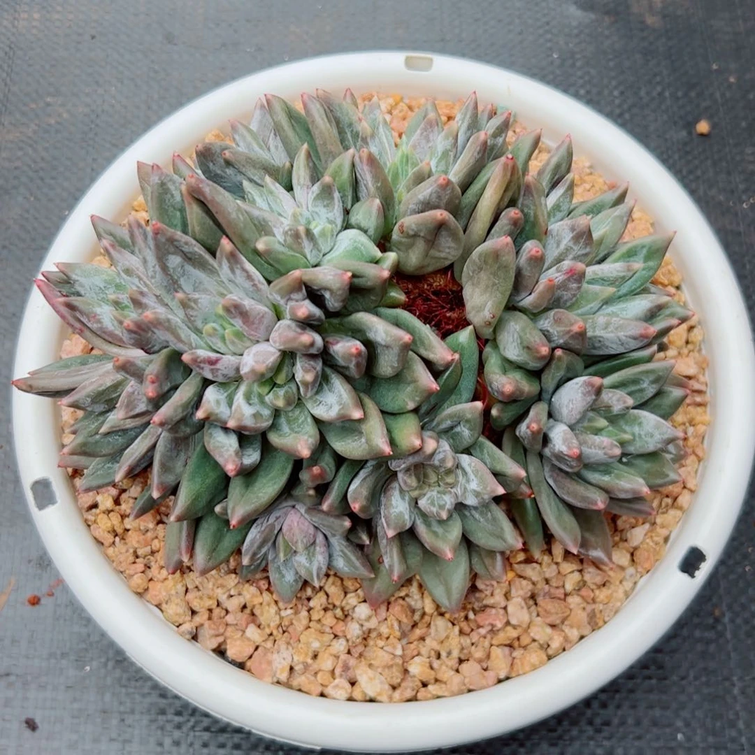 重楼多肉植物多肉植物