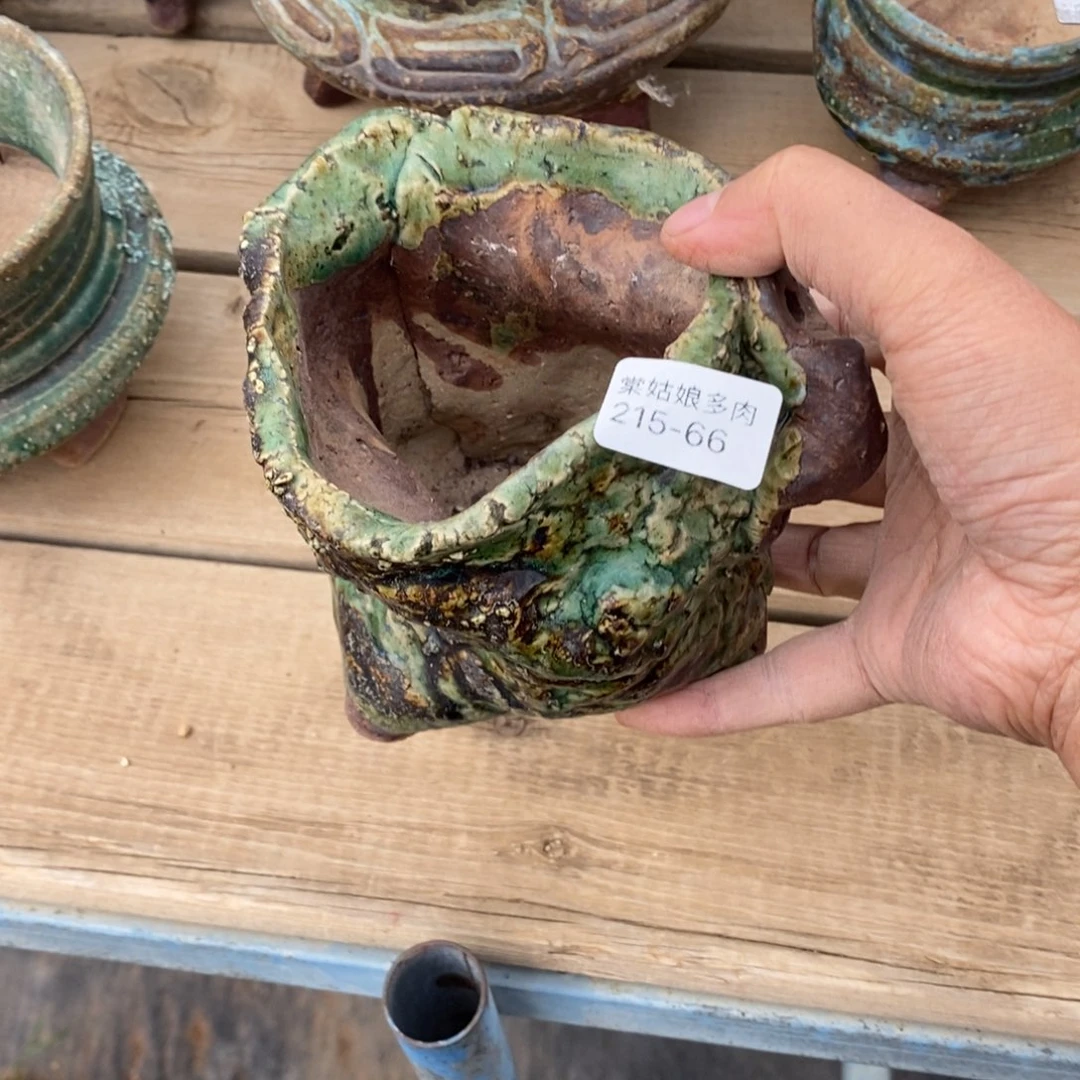 红陶霑**草66号多肉盆一个呀