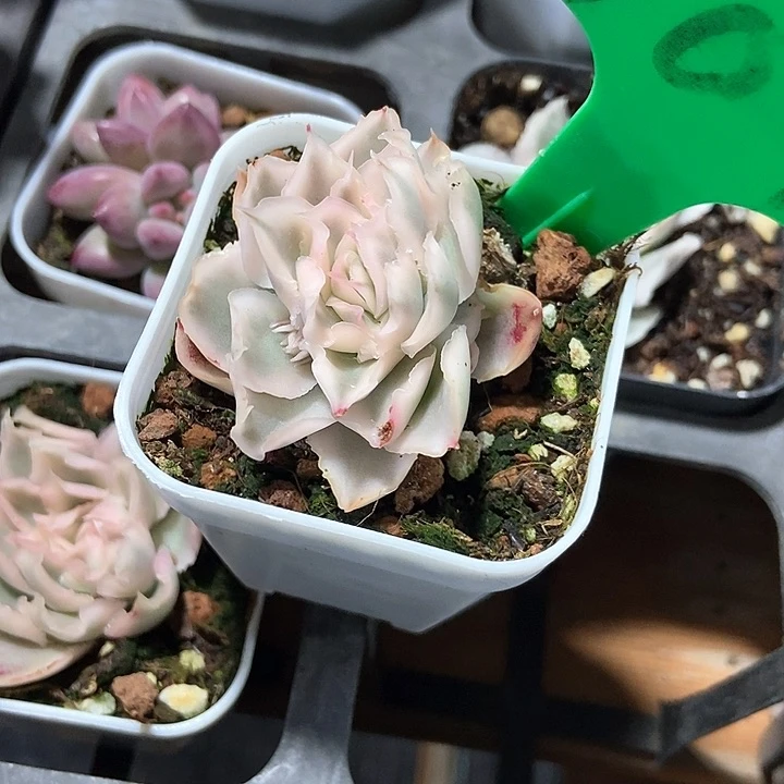 悠*光多肉植物紫蝴蝶锦607