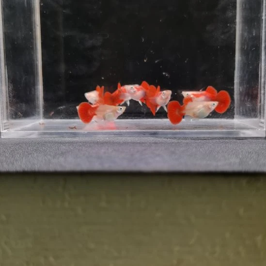 海水黄暴球8条孔雀鱼