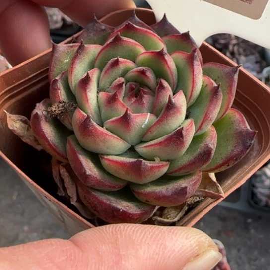 22月亮石多肉植物多