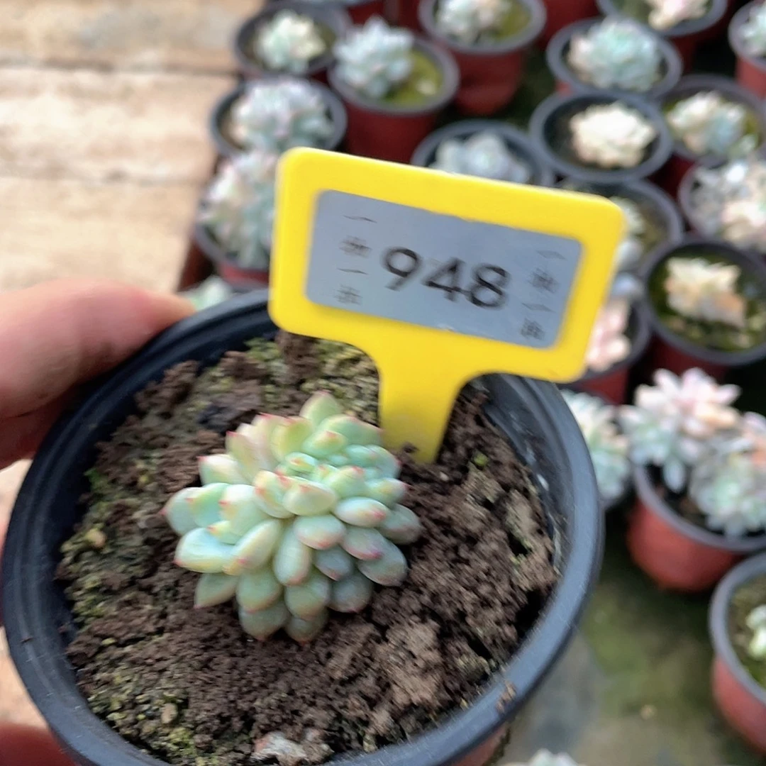 姗***姗948号多肉植物盆栽