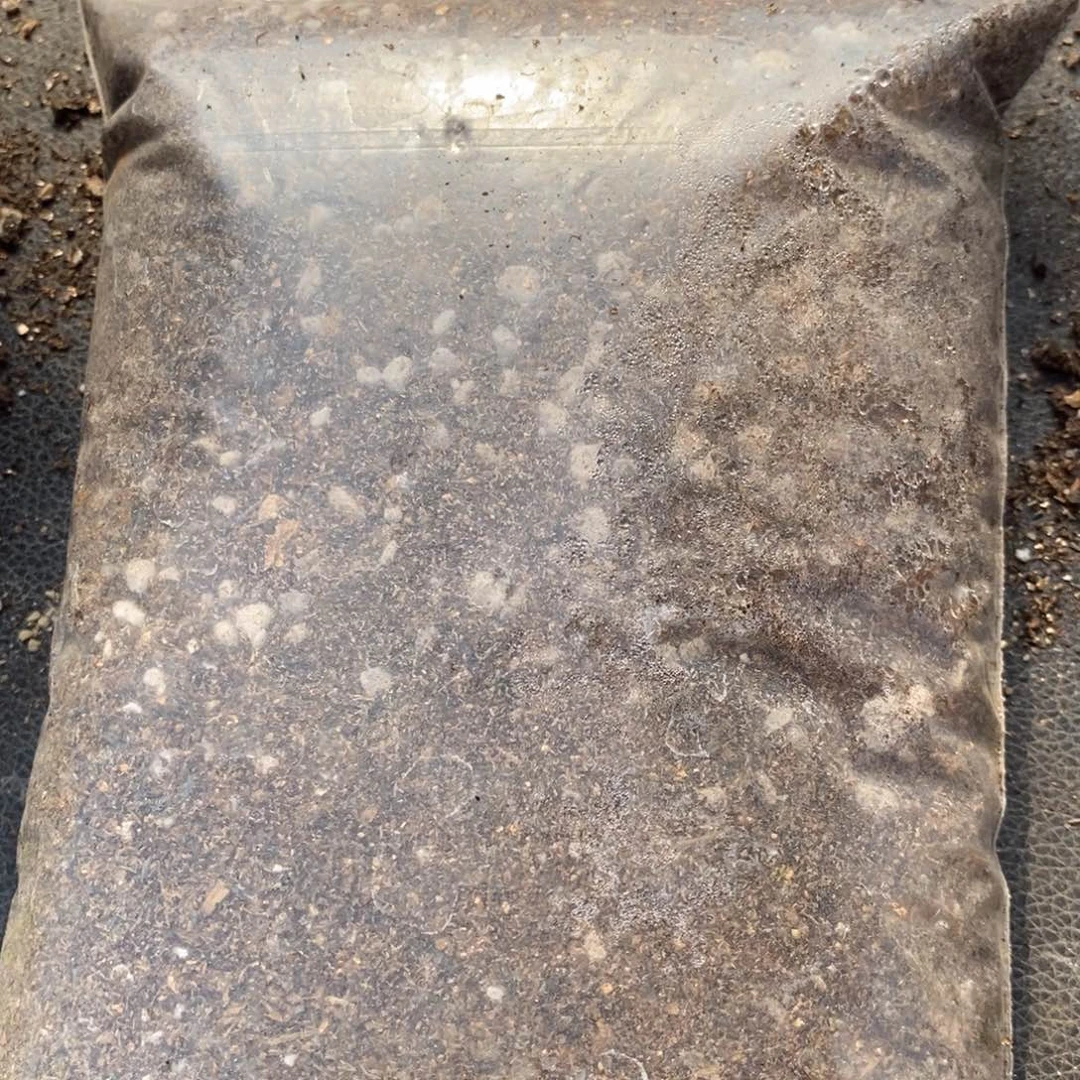 肉锥土1份3袋包邮