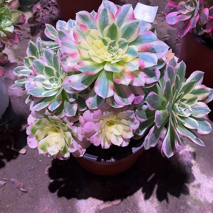 多肉植物海鲜00892