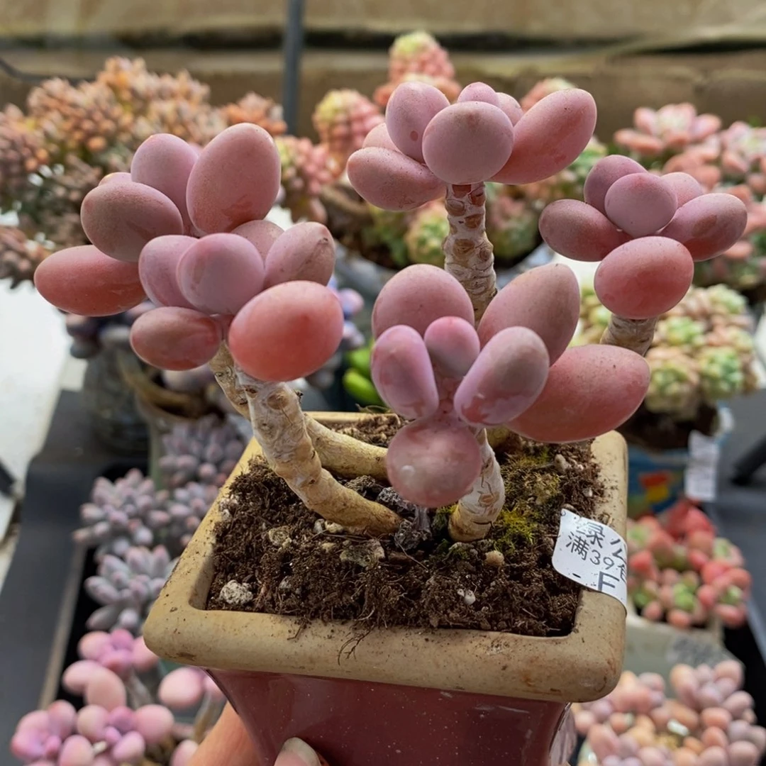 750糖果桃蛋10cm多肉