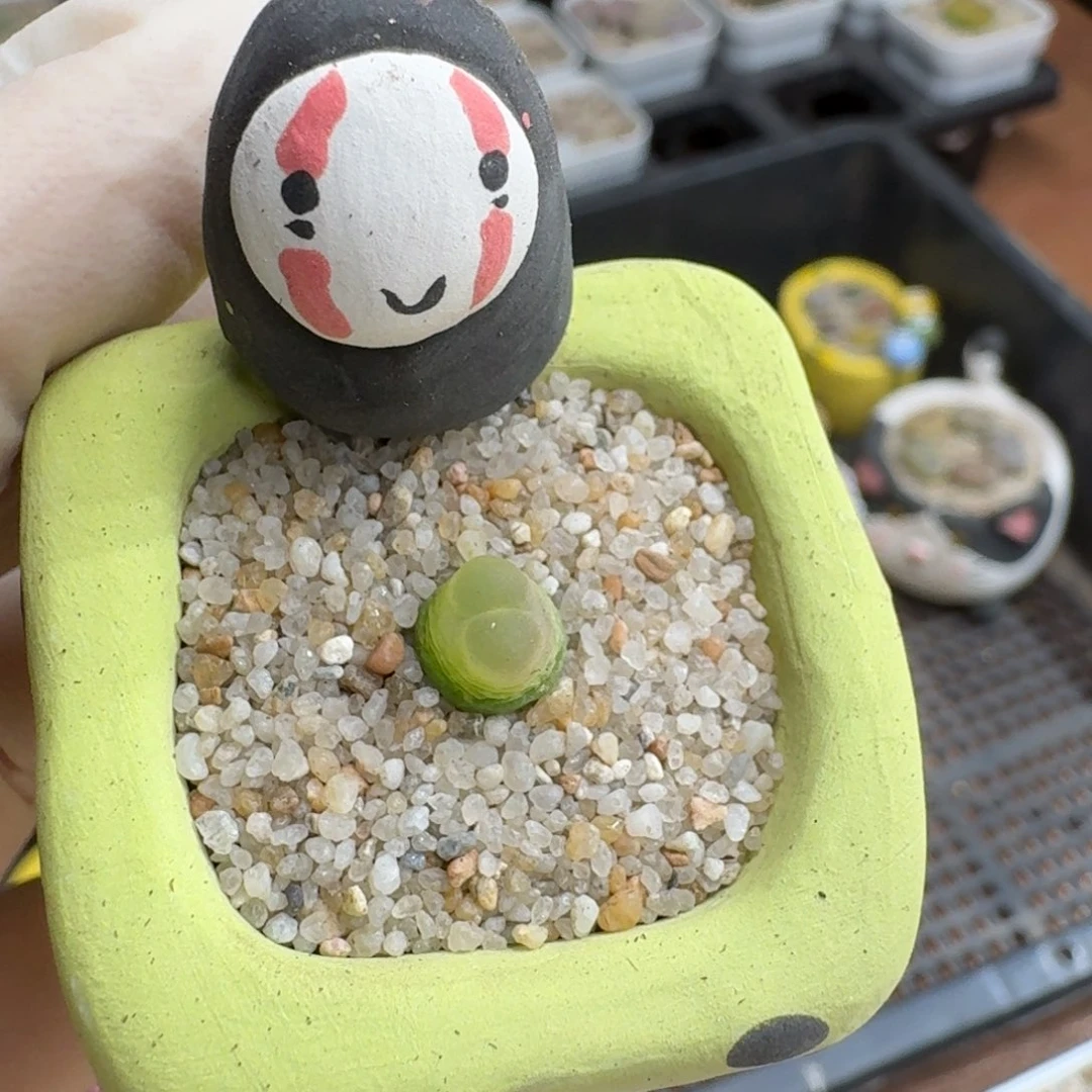 我***麦0919-058连盆带花拉登
