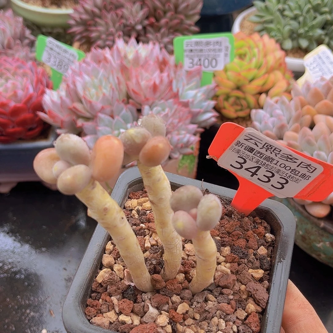 3433芒果奶多肉植物