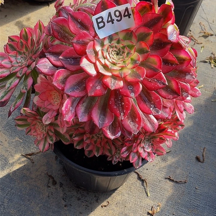 多肉法师494号粉铜不包损