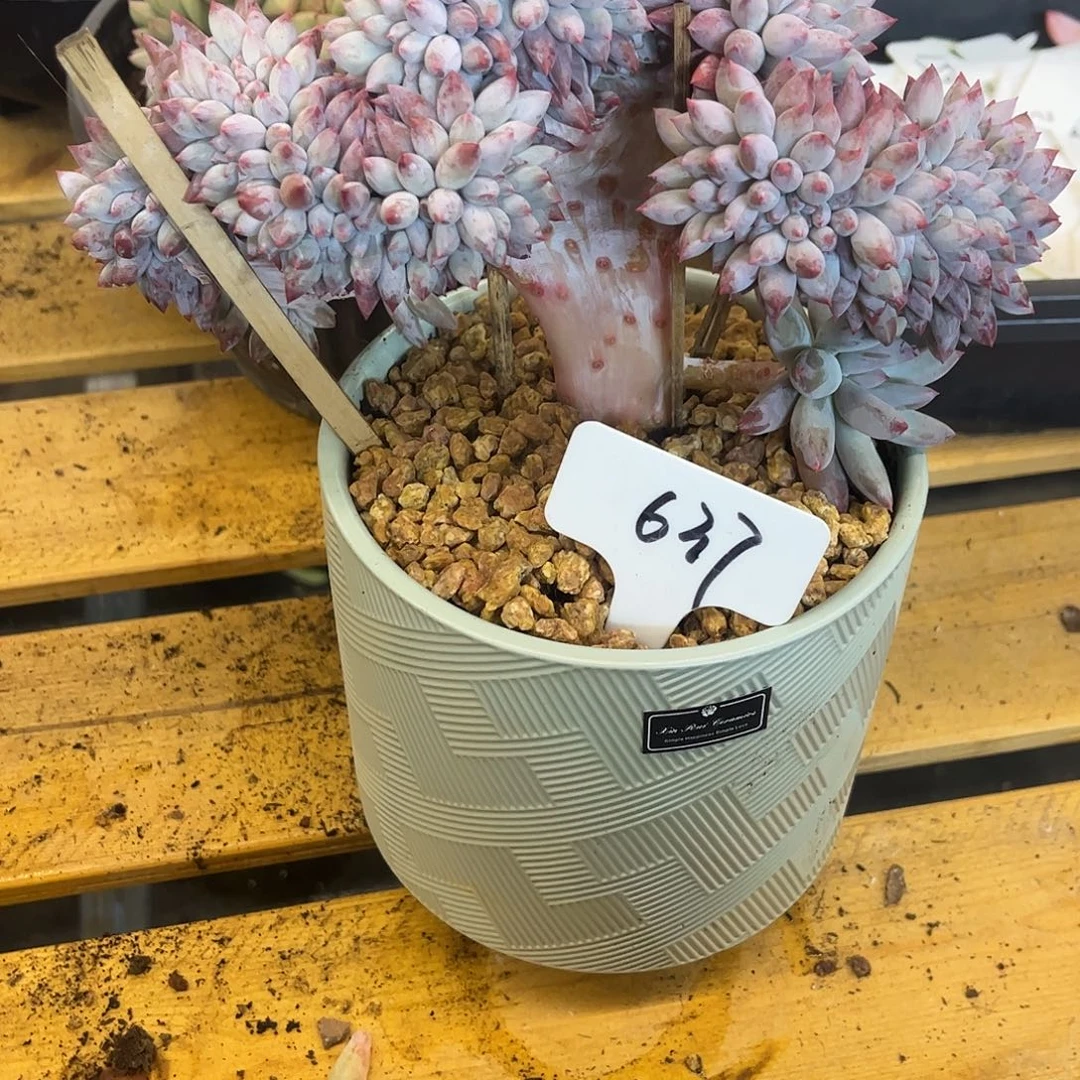 637所罗门缀化。