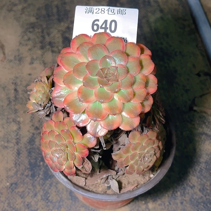 640红金刚多肉植物