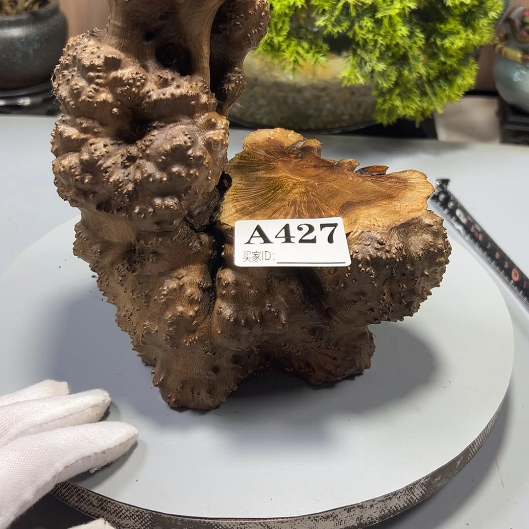 大果紫檀（缅甸花梨）凯*