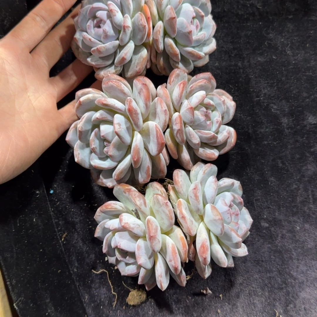 三颗星影双头一物一拍