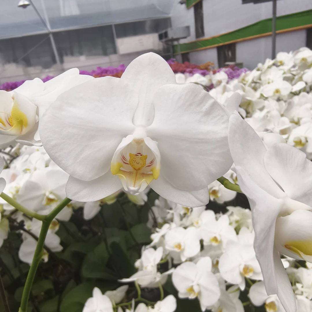 【阿玛】蝴蝶兰 白色色中小花 好看耐养 室内高端绿植花卉