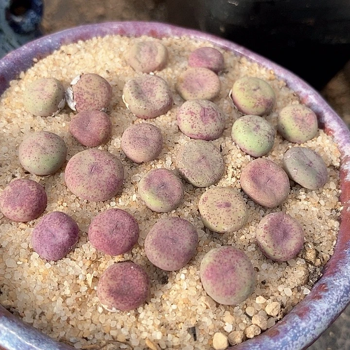 小红嘴ry1968一颗