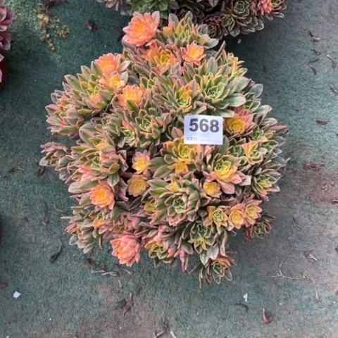 月**楼568甜茶朵朵多肉