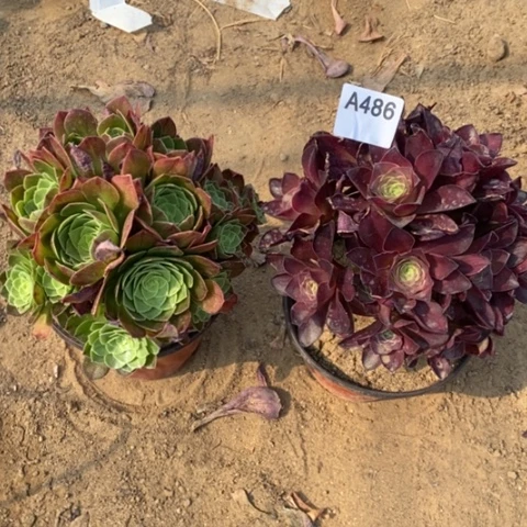 两颗法师一物一拍