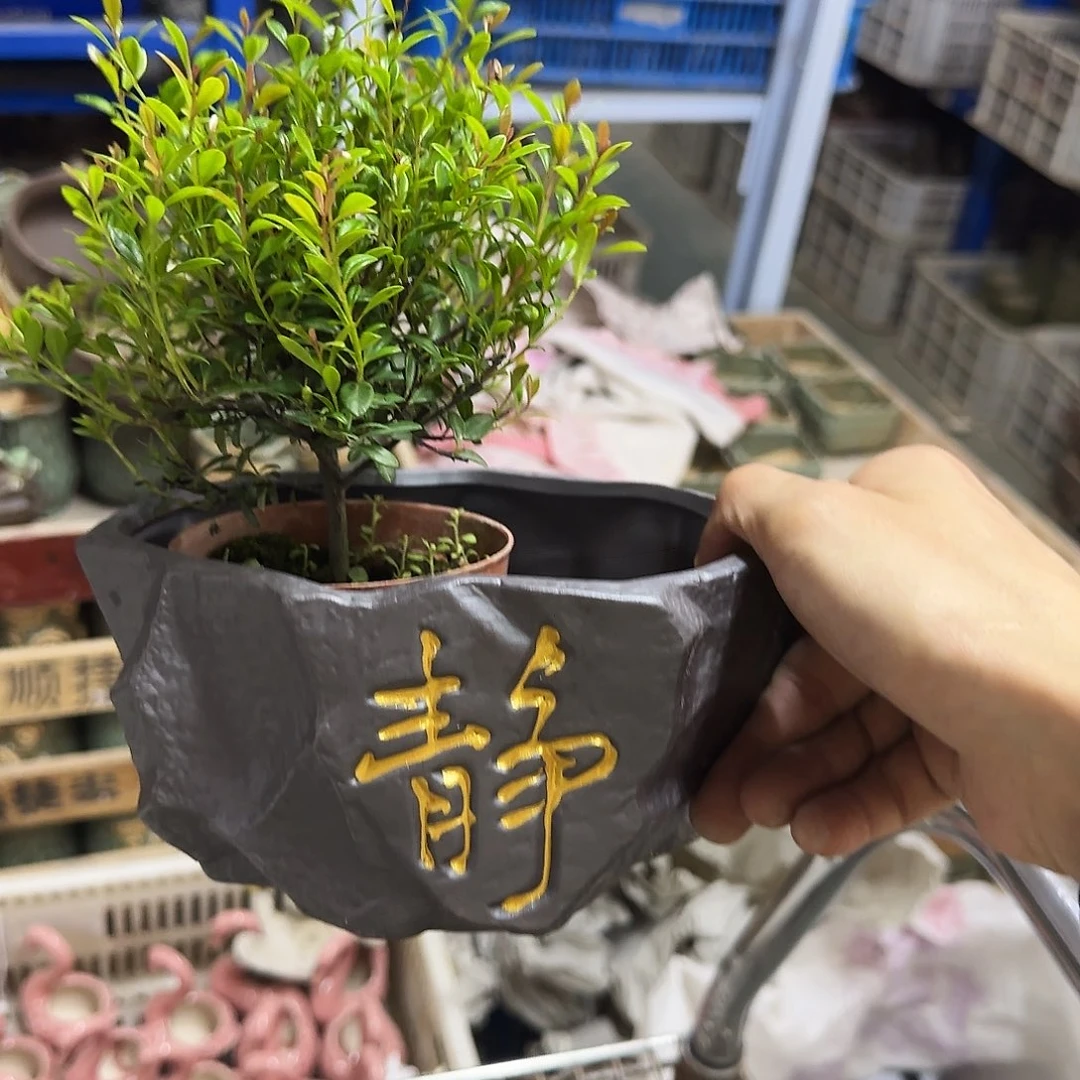 送盆小树···福利局库存尾单·有孔花盆当天满9元发