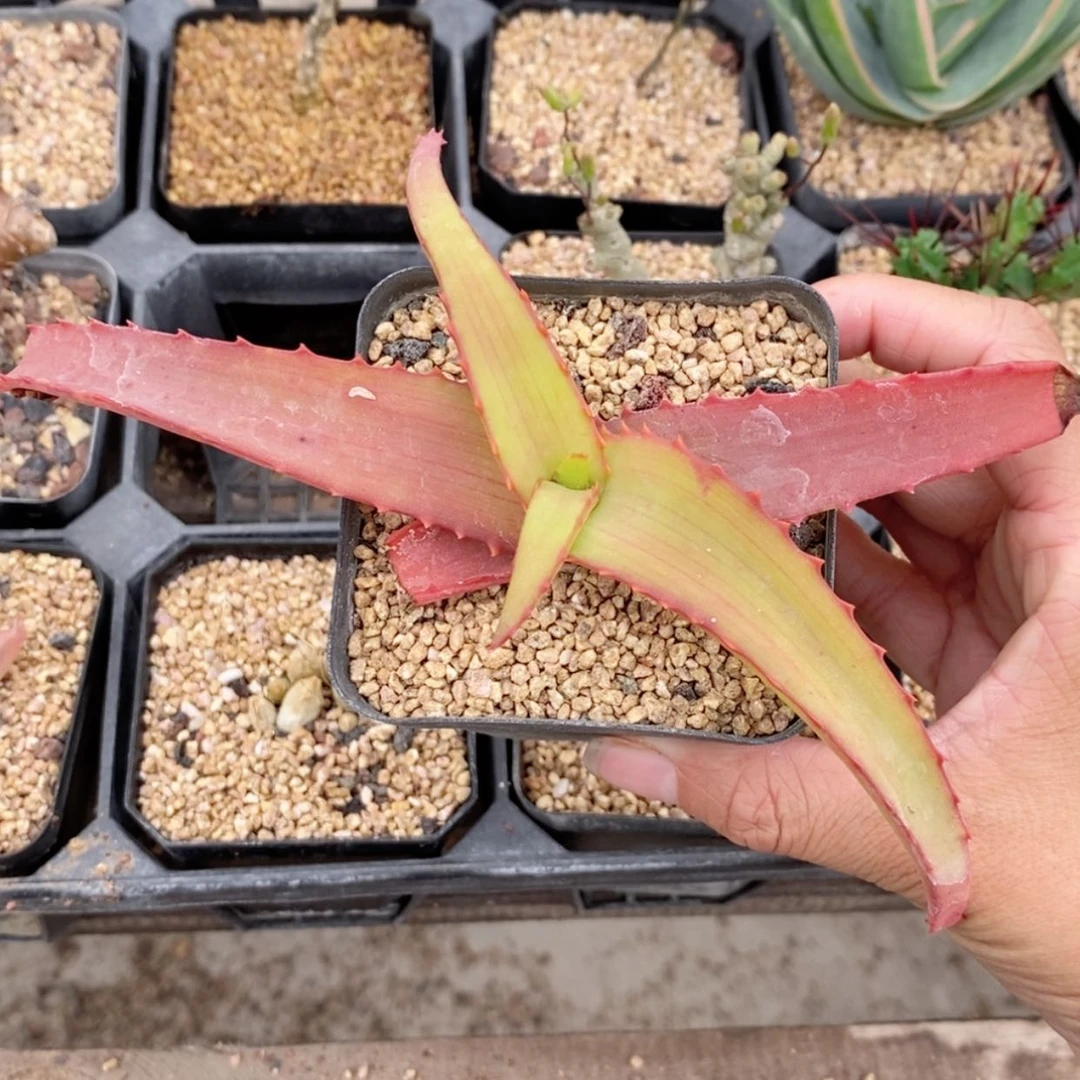 【闪购商品】范巴伦芦荟