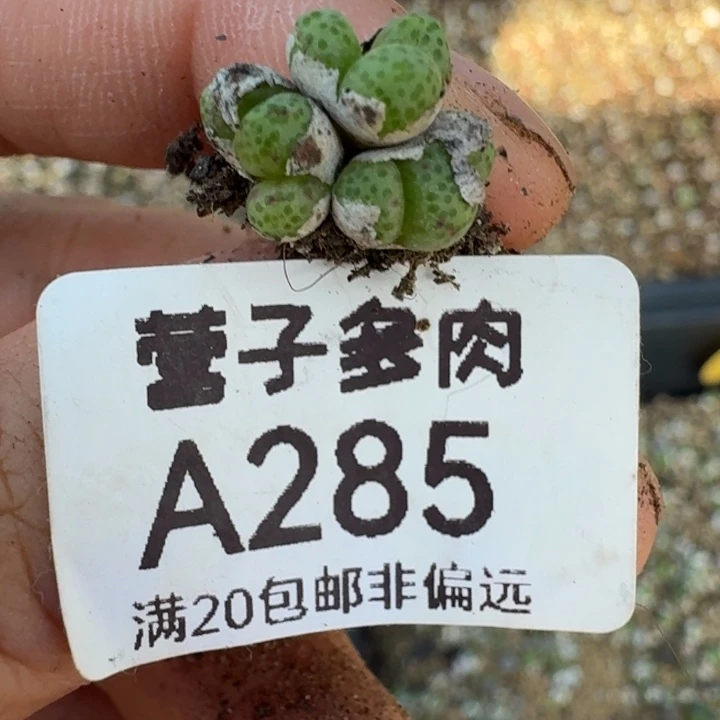 285群龙猫斑马。