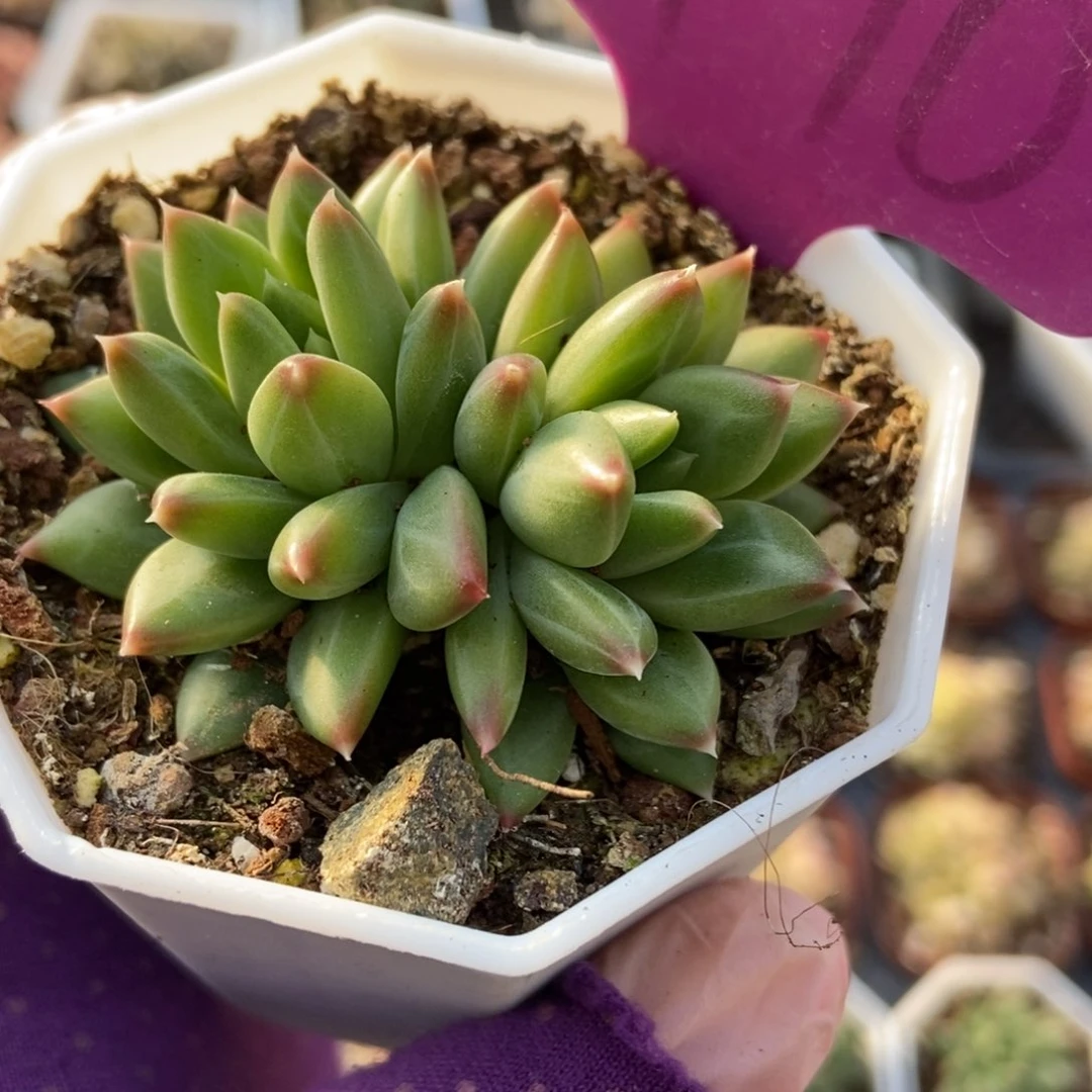 1970甲骨文多肉植物