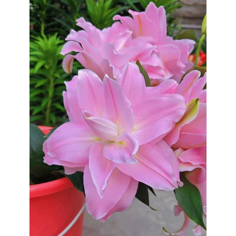 四季可种1颗【伊迪莎】17/19 进口重瓣香水百合花球