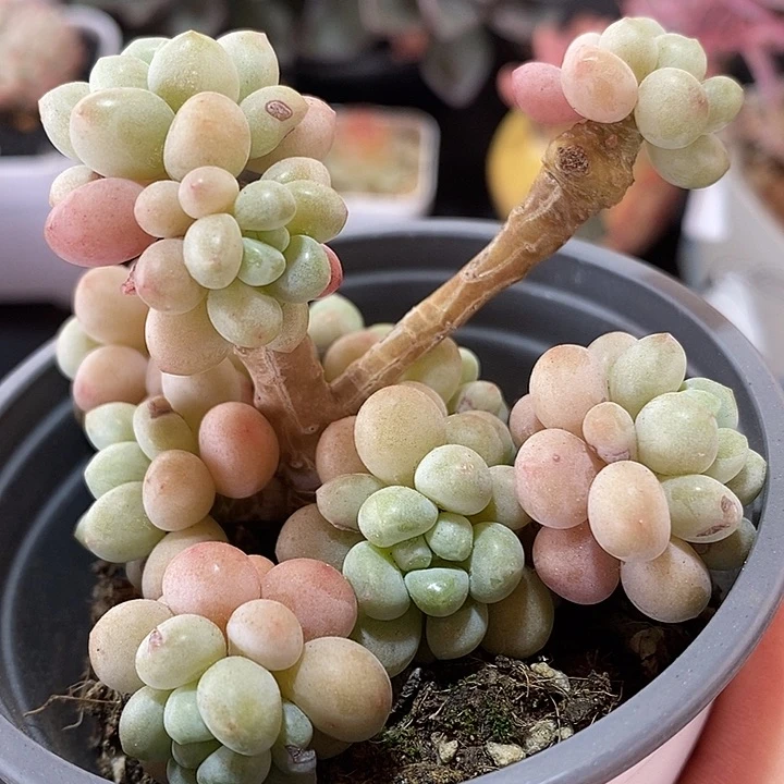 春节福利洛可可老桩36