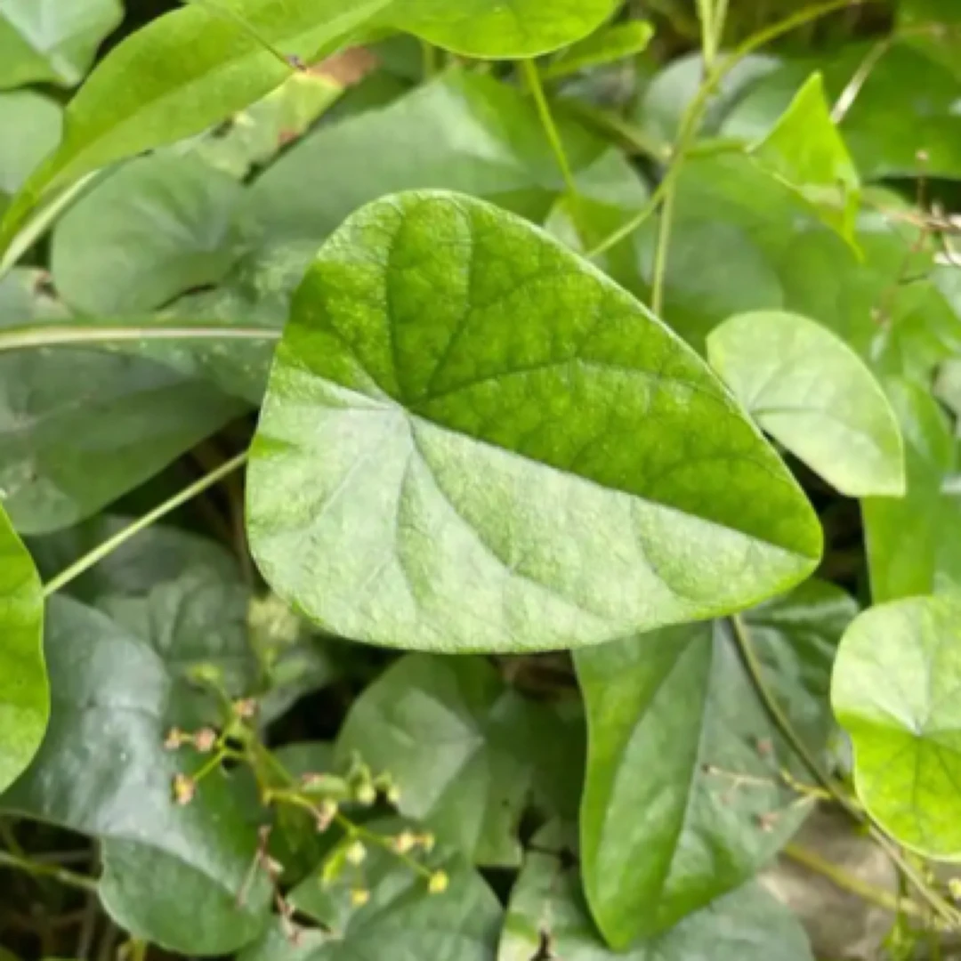 野生千金藤粪箕笃犁壁藤飞天雷青蛙藤亲热姐读去丰子同利实肖种