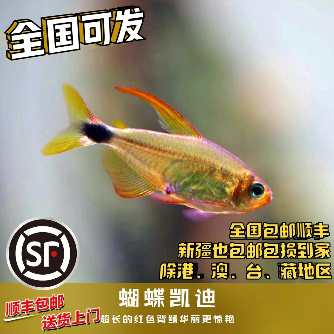 Boo小鱼 蝴蝶凯蒂 偏远地区任意三单包顺丰空运