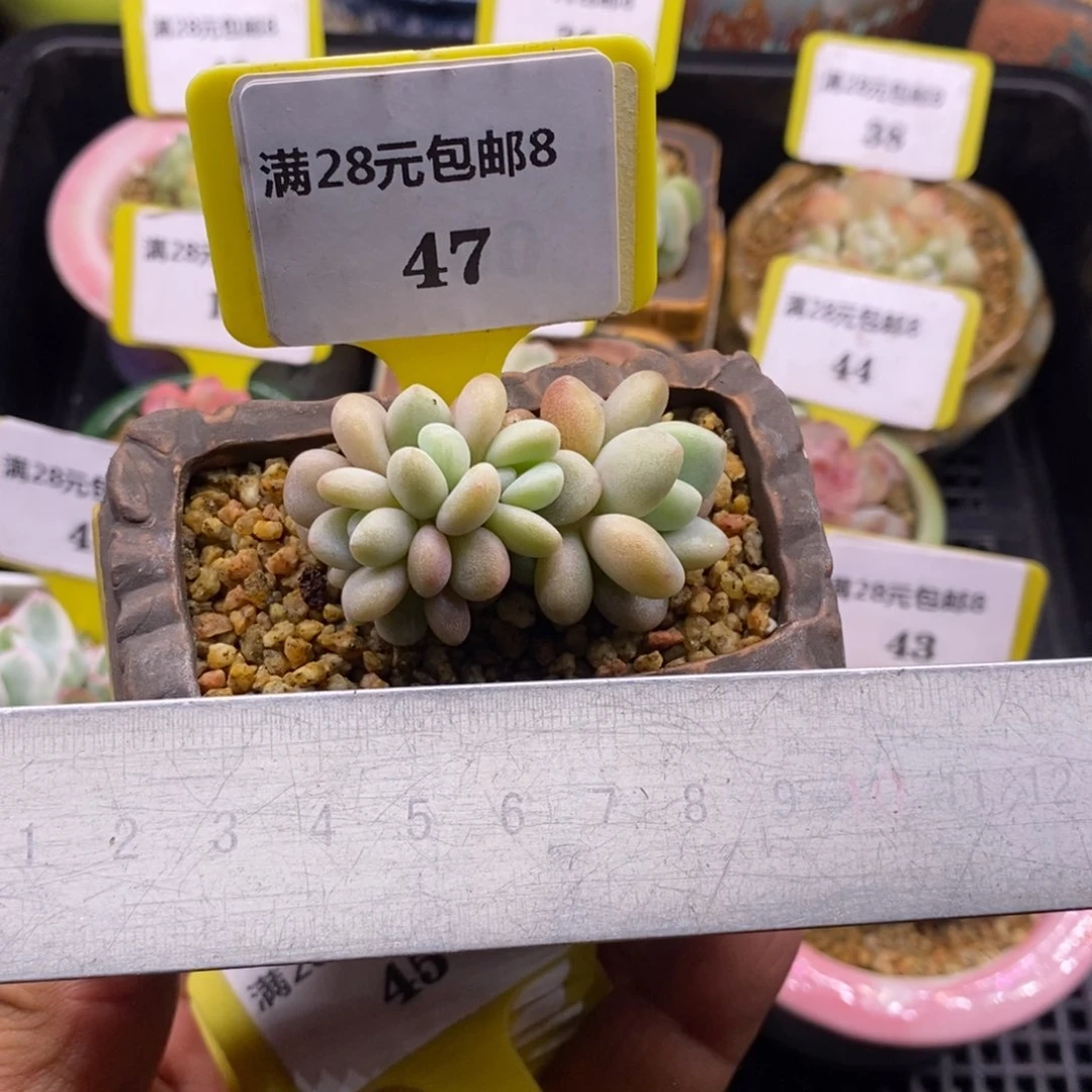 847粉兔朵朵6头小树多肉