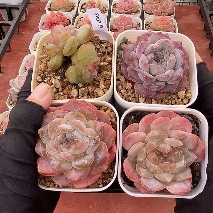 1118-548。粉魄糖心4个