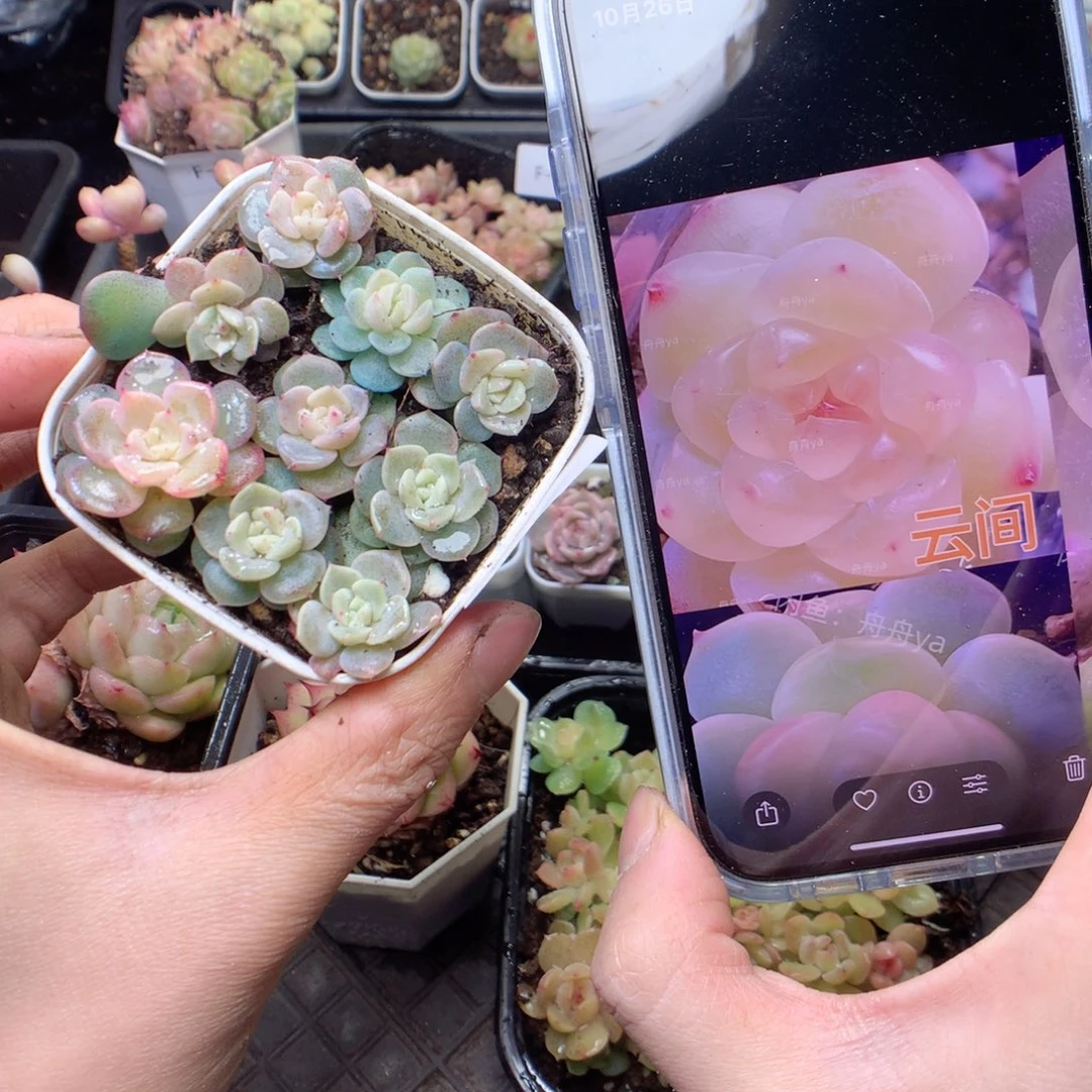 无花朵F95 云间uyyyy