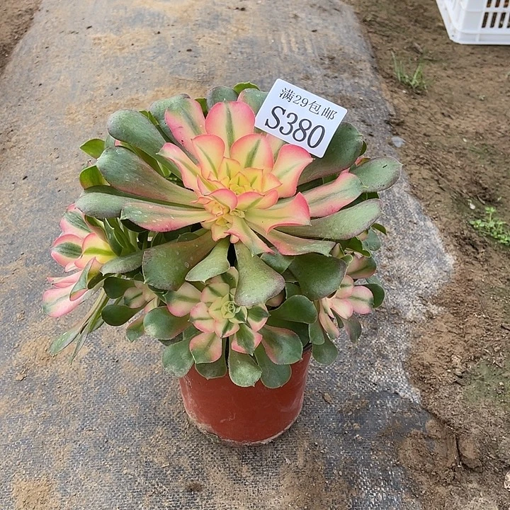 380香妃多肉植物