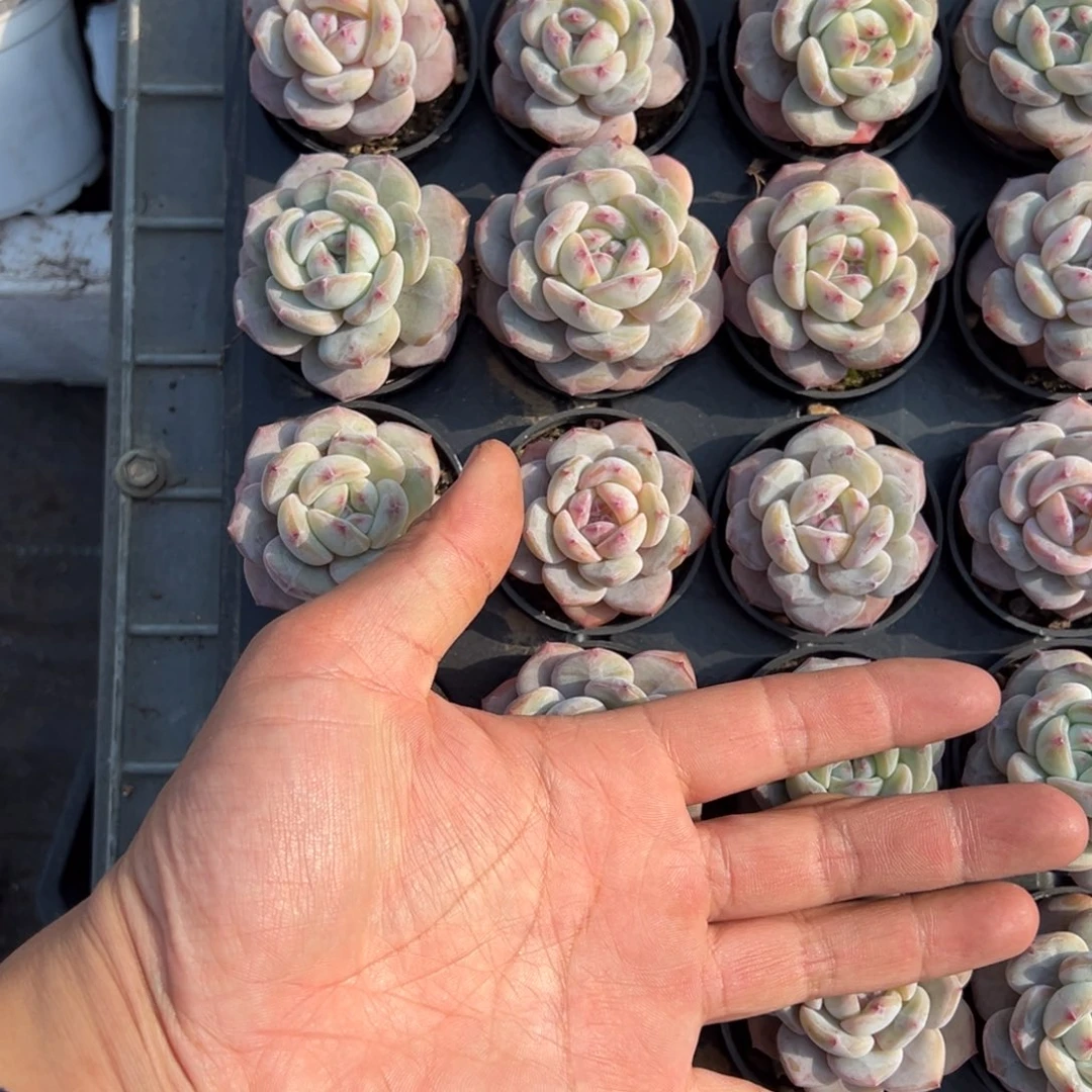 粉笔一颗量拍多肉满9.9包邮下午发