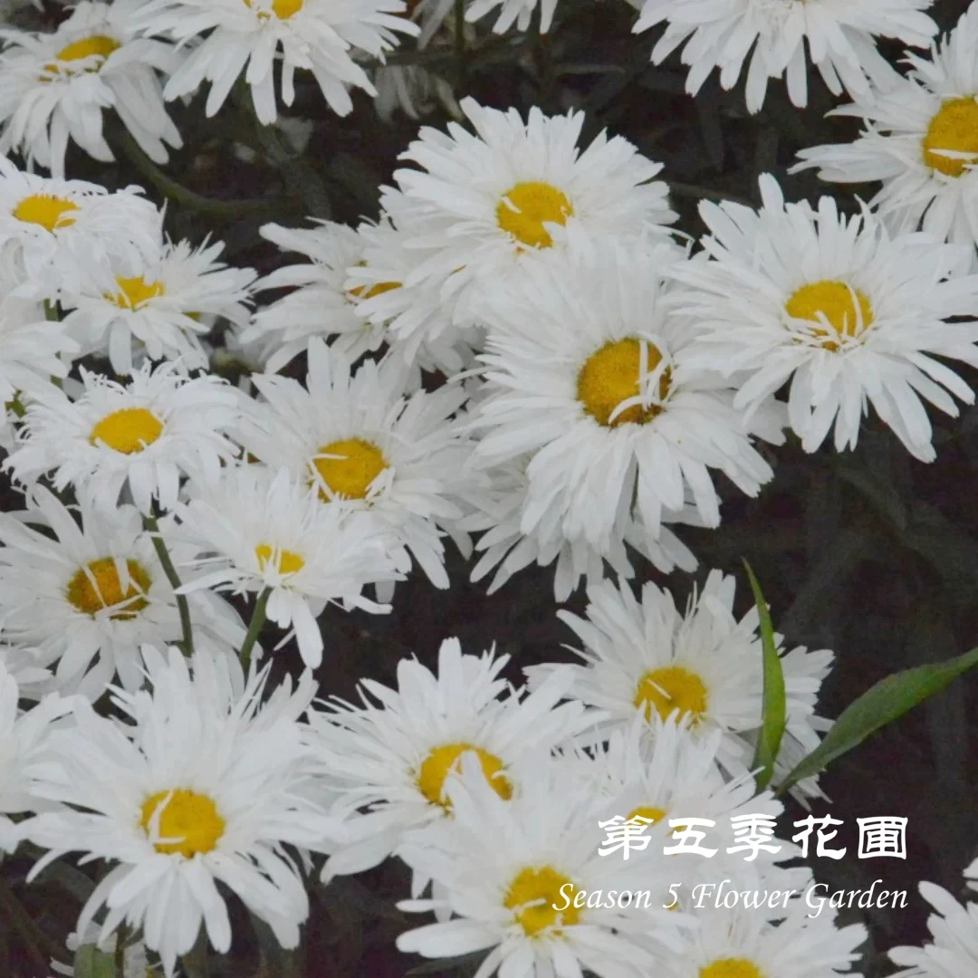 第五季花圃 大滨菊合集“名媛”"真实的荣耀" 多年生耐寒耐热盆栽苗