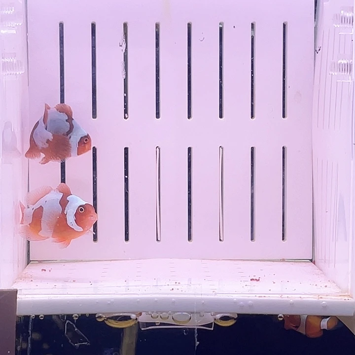 海水鱼闪电小丑鱼一对