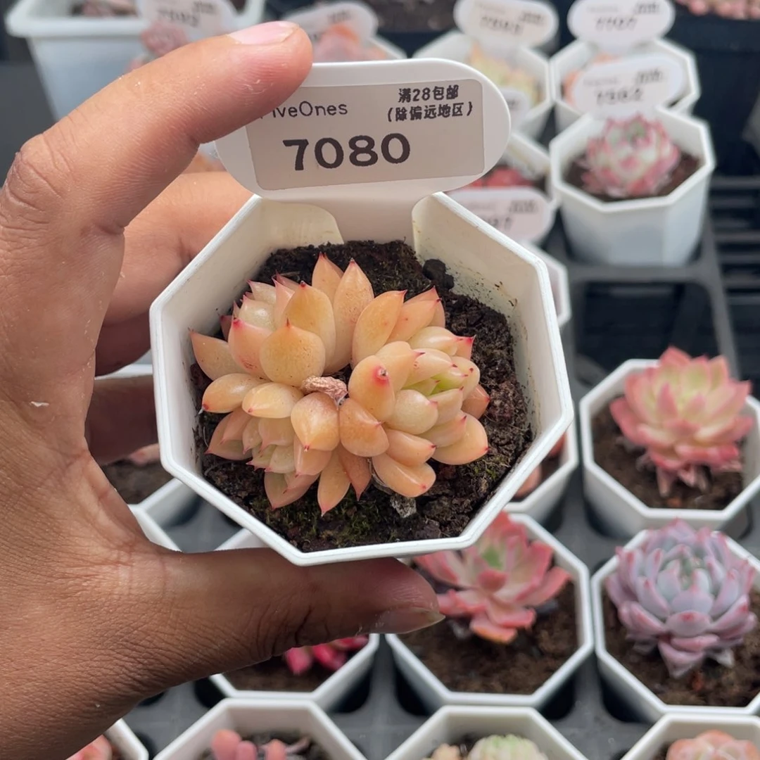 7080晴空珍妮4.5厘米