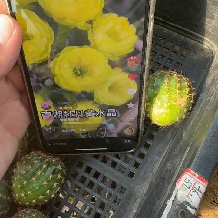 245丽花黄水晶歪无根侧牙3公分左右