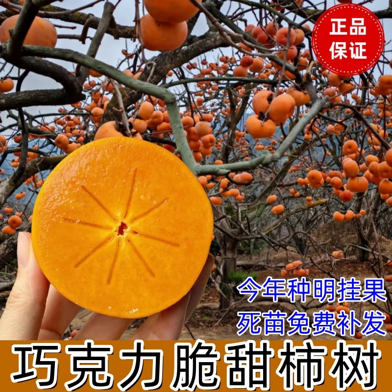 嫁接火晶阳丰太秋巧克力脆柿子树苗种植柿子苗树庭院地栽果树苗