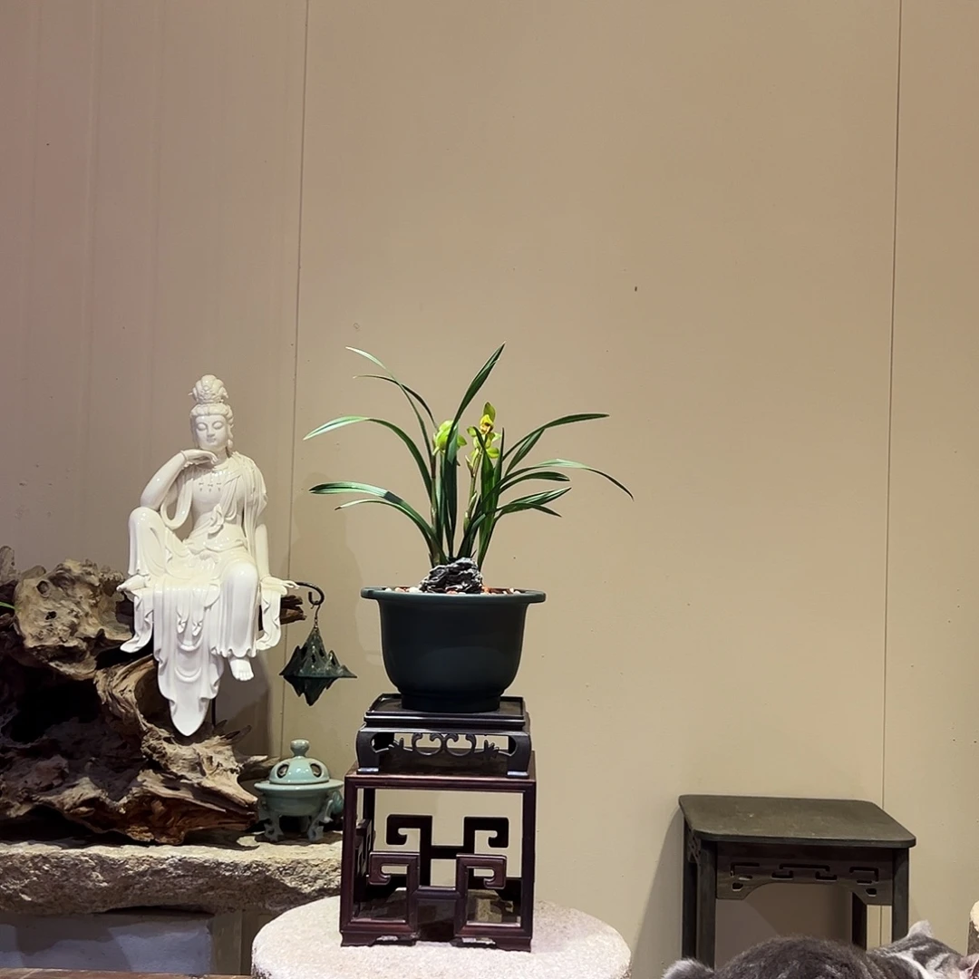 大部分花苞少量开放新春兰