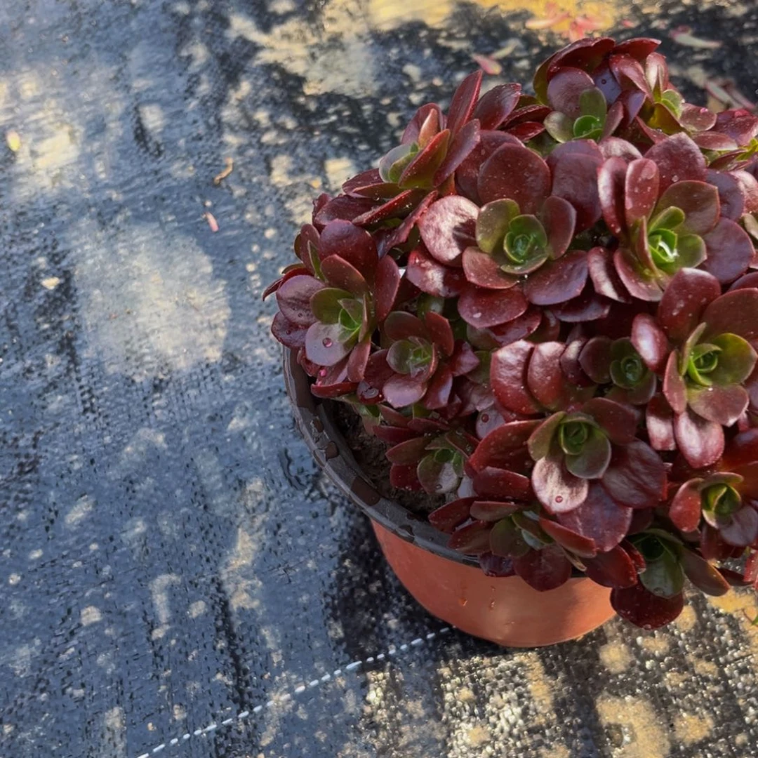 562多肉植物一物一拍