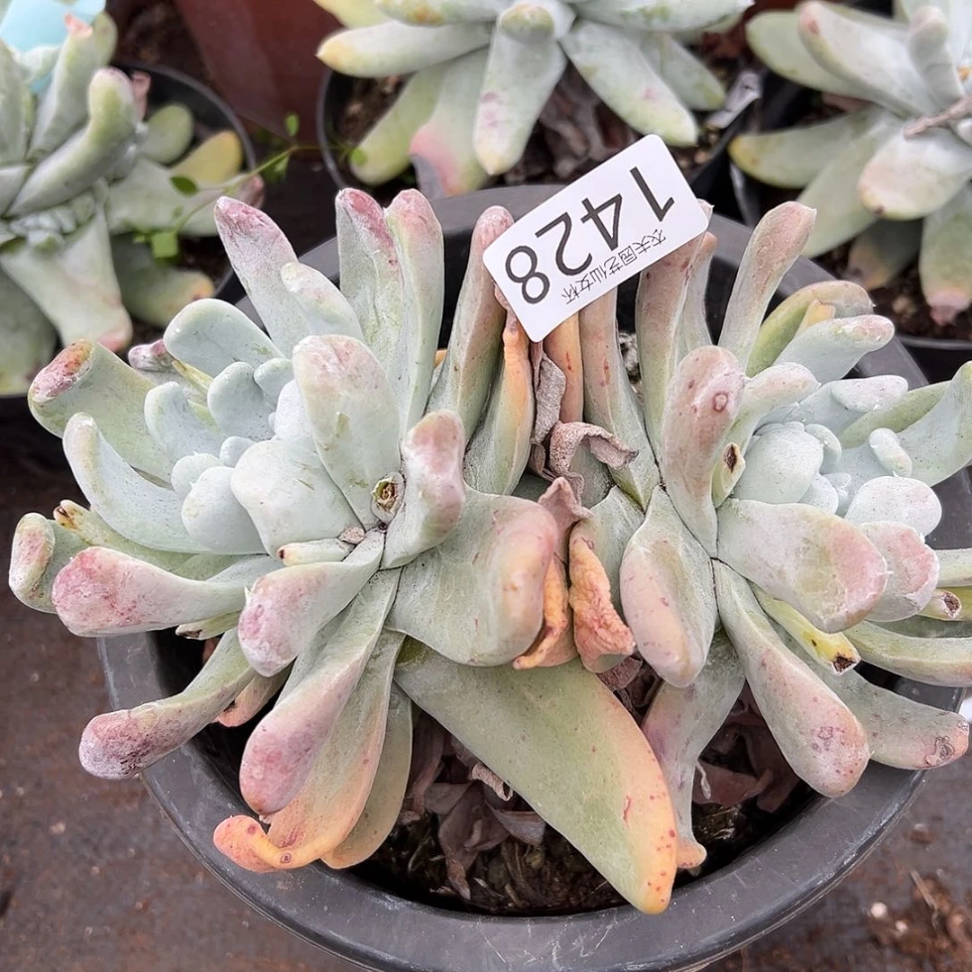 薄叶拇指帕奇飞徒仙女杯多肉。