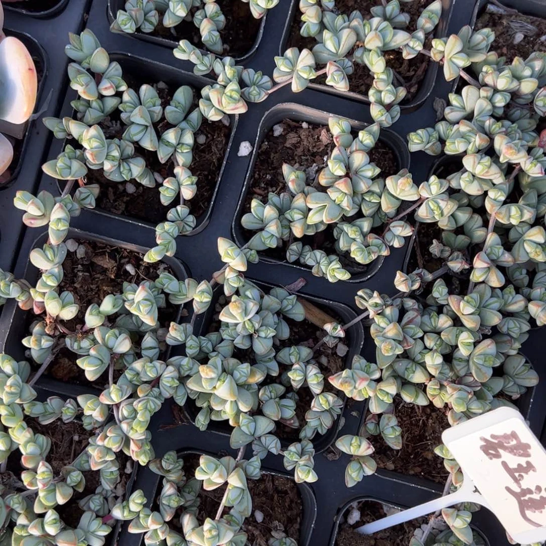 碧玉莲一颗量拍多肉满20包邮