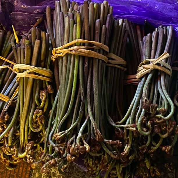 贵州大山土特产现摘现发蕨菜