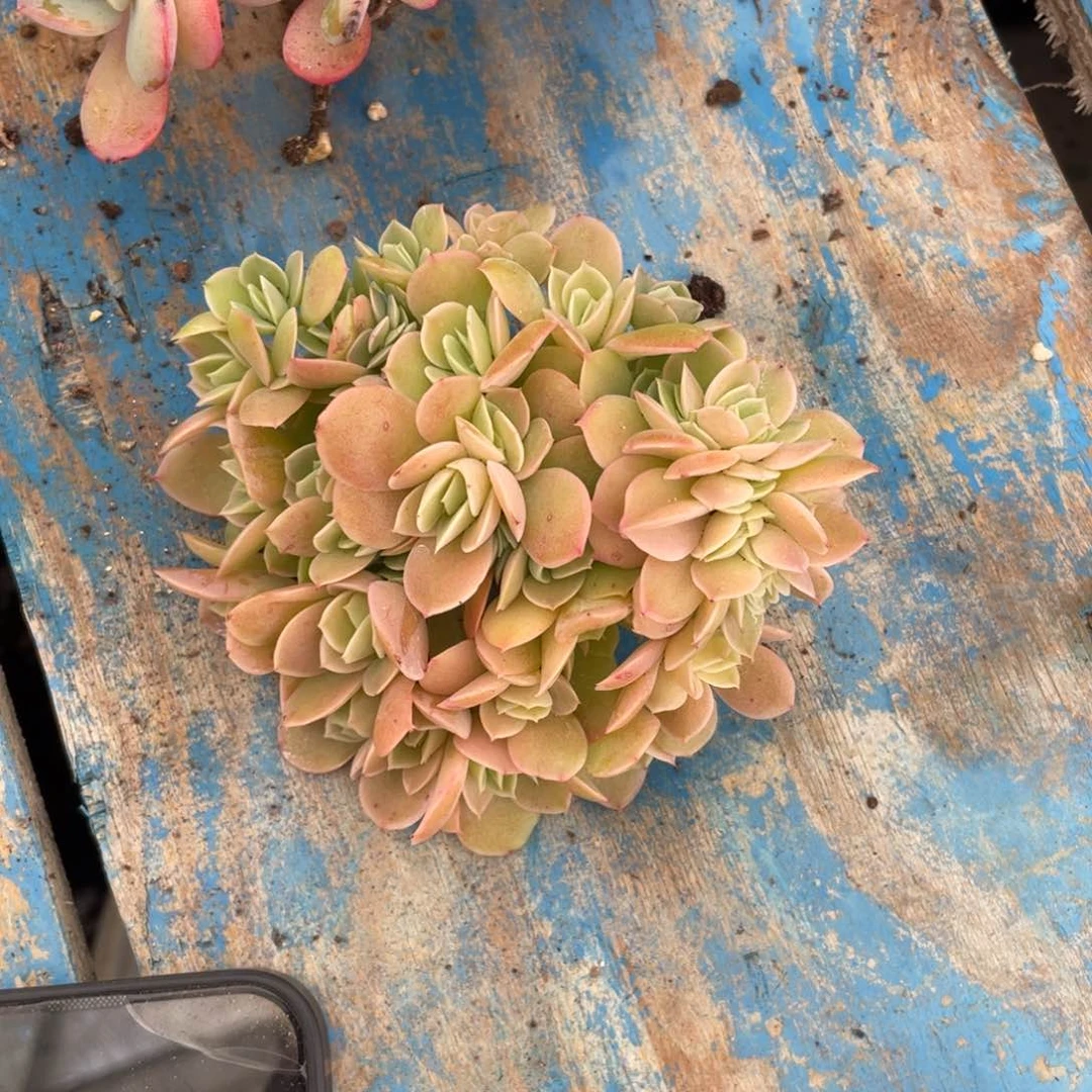 【闪购商品】完全开放辛娜塔