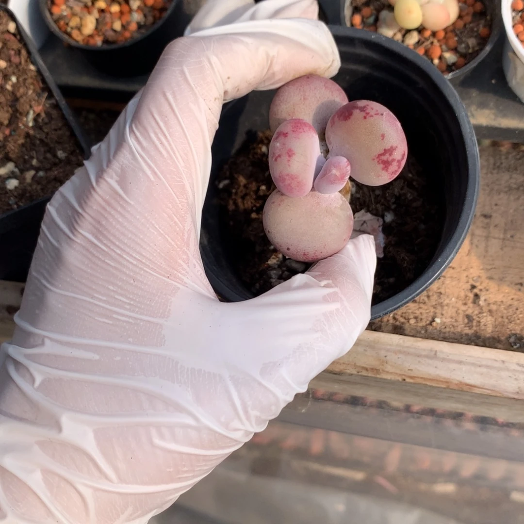 小屁桃奶酪多肉。